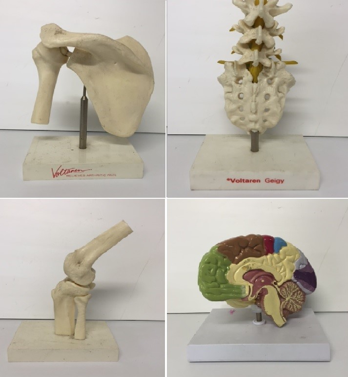 MODEL, Anatomy - Shoulder 17cmH, MOD0011 Spine, MOD0012 Knee, MOD0013 Brain